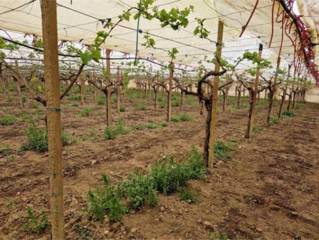 Immobile in asta di 53290 m² in vendita a Mazzarrone - Foto 9