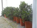 CRASSULA ARBORESCENS