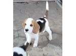 Regalo cuccioli di Beagle