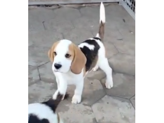 Regalo cuccioli di Beagle