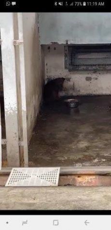 Marsia dolce cagnolina taglia piccola in canile - Foto 3