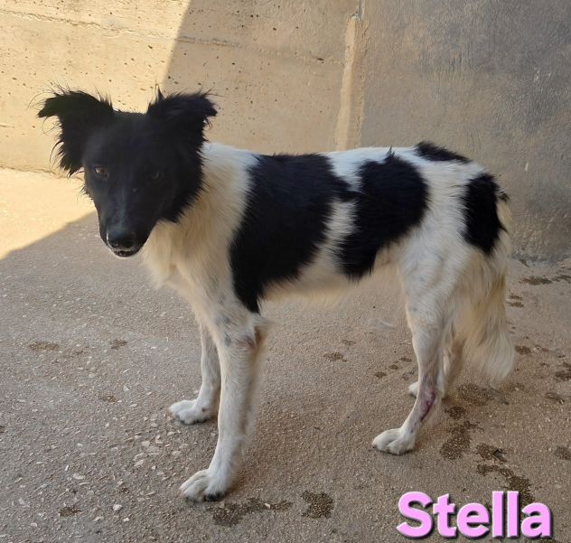 STELLA - Foto 6