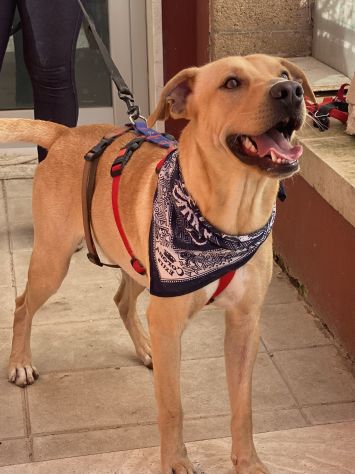Tuono ,cucciolo di 2 anni in adozione - Foto 9