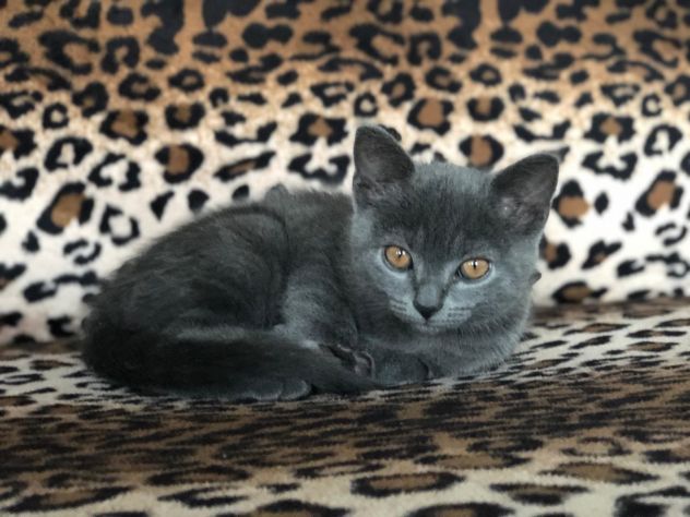 Cuccioli di CERTOSINO PURISSIMI - Foto 10