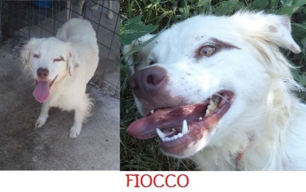 GEMMA, ZORRO, FIOCCO E NIBBIO adorabili in cerca di casa - Foto 4