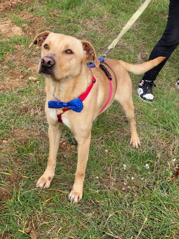 Tuono cucciolo di 2 anni in adozione - Foto 5