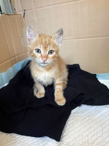 KUMAL - gattino di 2 mesi - Foto 2