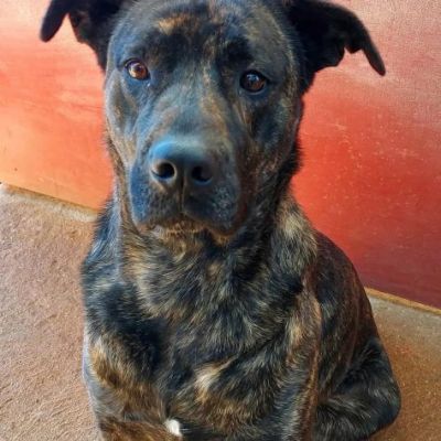 LENNY MAGNIFICA CAGNOLONA IN ADOZIONE - Foto 4