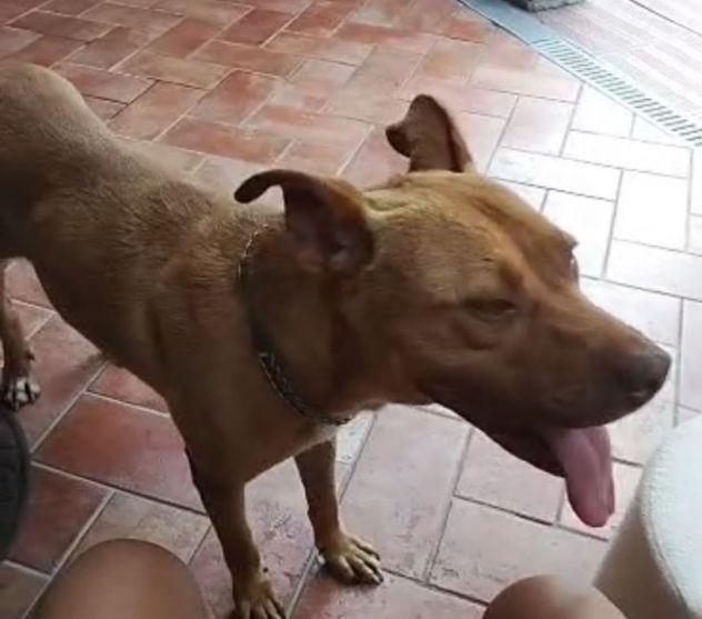 Pitbull(o simil)femmina Red Nose 3anni buona RISCHIA DI TORNARE AL SUD! VARESE - Foto 4