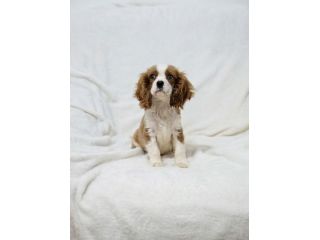 Dolcissimi Cuccioli di Cavalier King