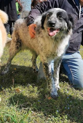 RENZO MAESTOSAMENTE MERAVIGLIOSO CANE IN ADOZIONE - Foto 9