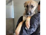 LUCY  ADORABILE CUCCIOLA IN ADOZIONE TAGLIA MEDIA