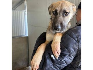 LUCY  ADORABILE CUCCIOLA IN ADOZIONE TAGLIA MEDIA