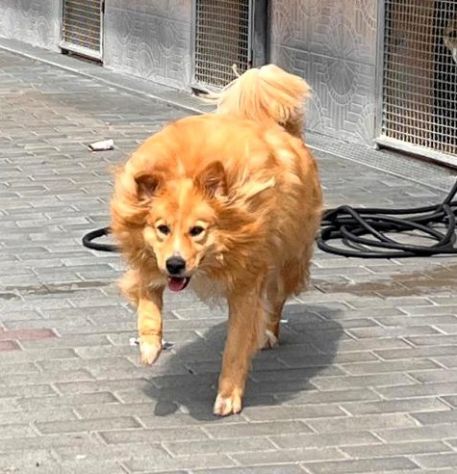 DIOR BELLISSIMO CAGNOLINO FULVO - Foto 2