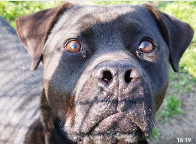 Mix molosso nero 3anni splendido prov PAVIA - Foto 6