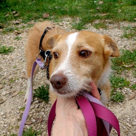 CLIP cagnolino taglia piccola in adozione - Foto 3