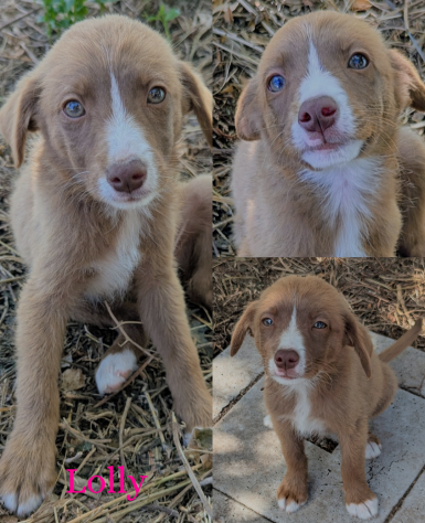 Cucciole dolcissime in cerca di famiglia - Foto 4