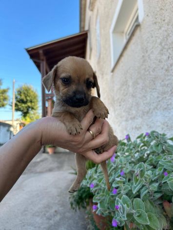 Ercole cucciolo di taglia piccola - Foto 4