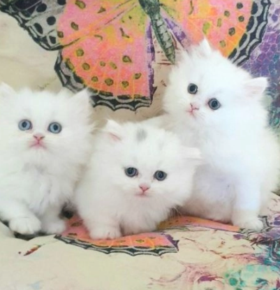 Gattini di Munchkin Bianci