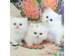 Gattini di Munchkin Bianci