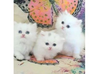 Gattini di Munchkin Bianci