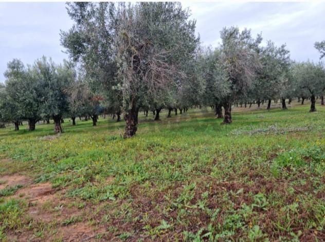 Terreno in vendita a Vittoria - Foto 10