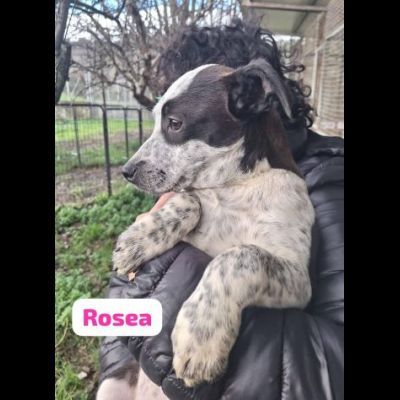 MAURA, VARCO, ROSEA, PEPPINO, CUCCIOLI IN ADOZIONE - Foto 8