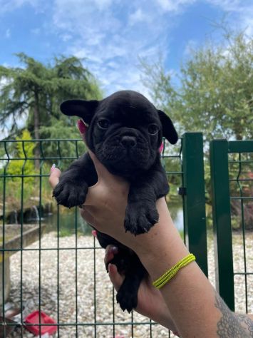 Cuccioli di Bouledogue Francese - Foto 2