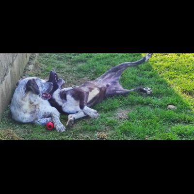 JAGO GIOCHERELLONE ED ALLEGRO CANE IN ADOZIONE - Foto 4