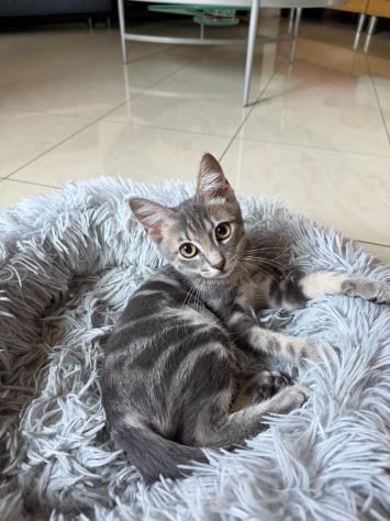 PRINCIPE - gattino di 3 mesi - Foto 8