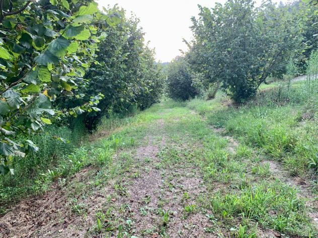 Agricolo in vendita a Dogliani - Foto 3