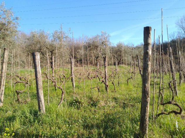 Terreno agricolo a Montecalvoli ( PI ) - Foto 6