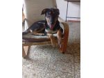 ROTT CERCA FAMIGLIA