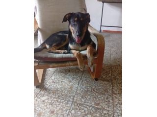 ROTT CERCA FAMIGLIA