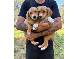 Regalo cuccioli taglia medio piccola