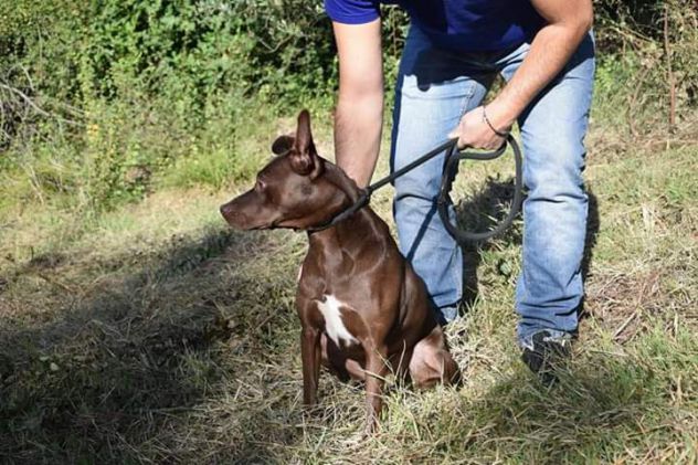 10anni 15kg marrone focata occhi ambra non chiamerà nessuno x lei! Frosinone