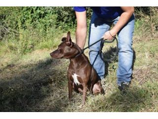 10anni 15kg marrone focata occhi ambra non chiamerà nessuno x lei! Frosinone