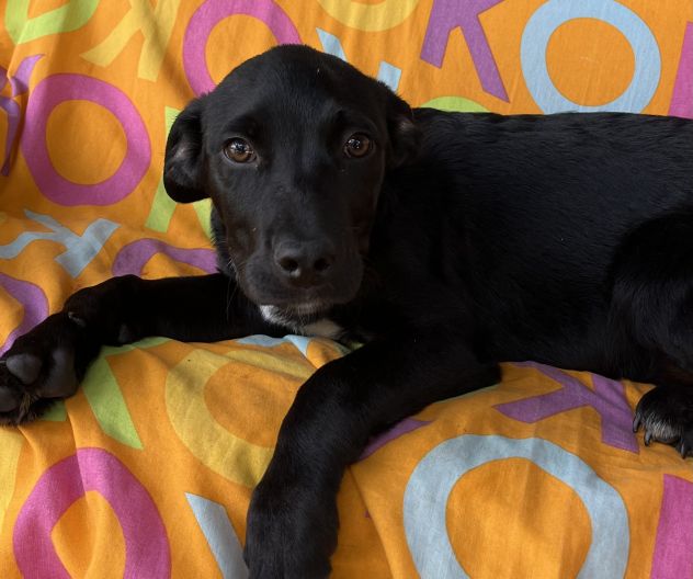 Cane in adozione