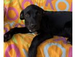 Cane in adozione