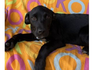 Cane in adozione