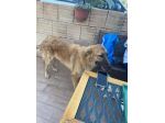 Tonino cucciolo