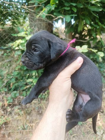 Cane corso cuccioli - Foto 3