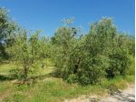Agricolo in vendita a Casciana Terme Lari