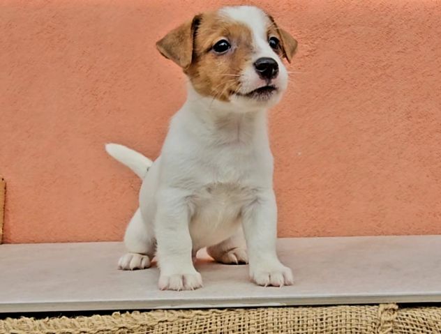 Cuccioli di Jack Russell - Foto 6