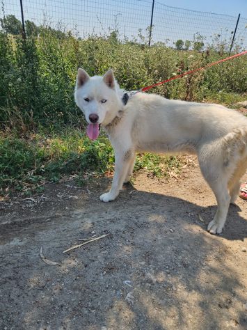 Zeus: giovane Siberian Husky socievole con tutti - Foto 8