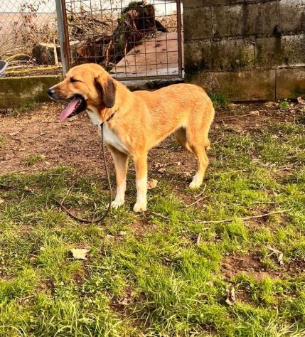 Zelda in adozione - Foto 2