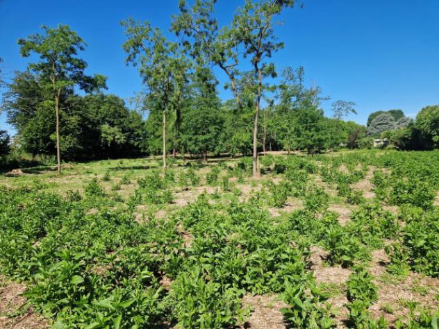 Terreno di 6500 m² in vendita a Olgiate Olona - Foto 5