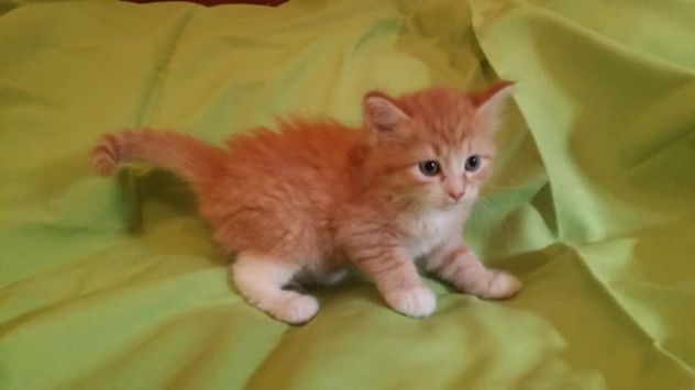 cuccioli gattini siberiani pedigree_ tutta Italia - Foto 3