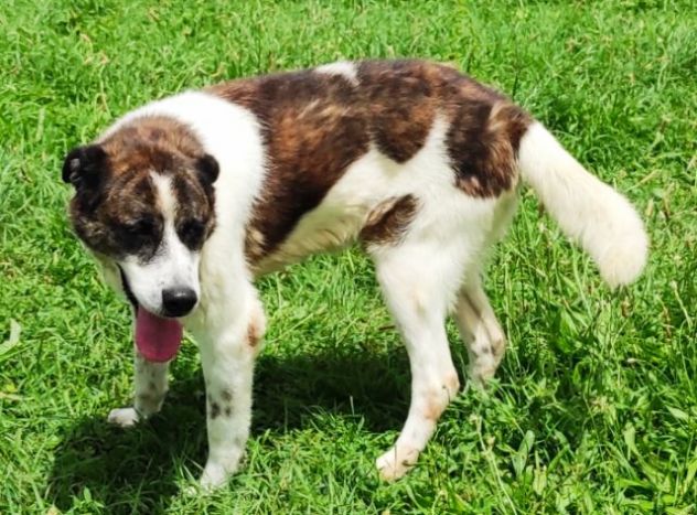DOC LA DOLCEZZA, cane in adozione - Foto 4