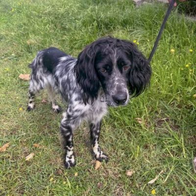DOLLY cerca coccole e carezze, CAGNOLINO IN ADOZIONE - Foto 8